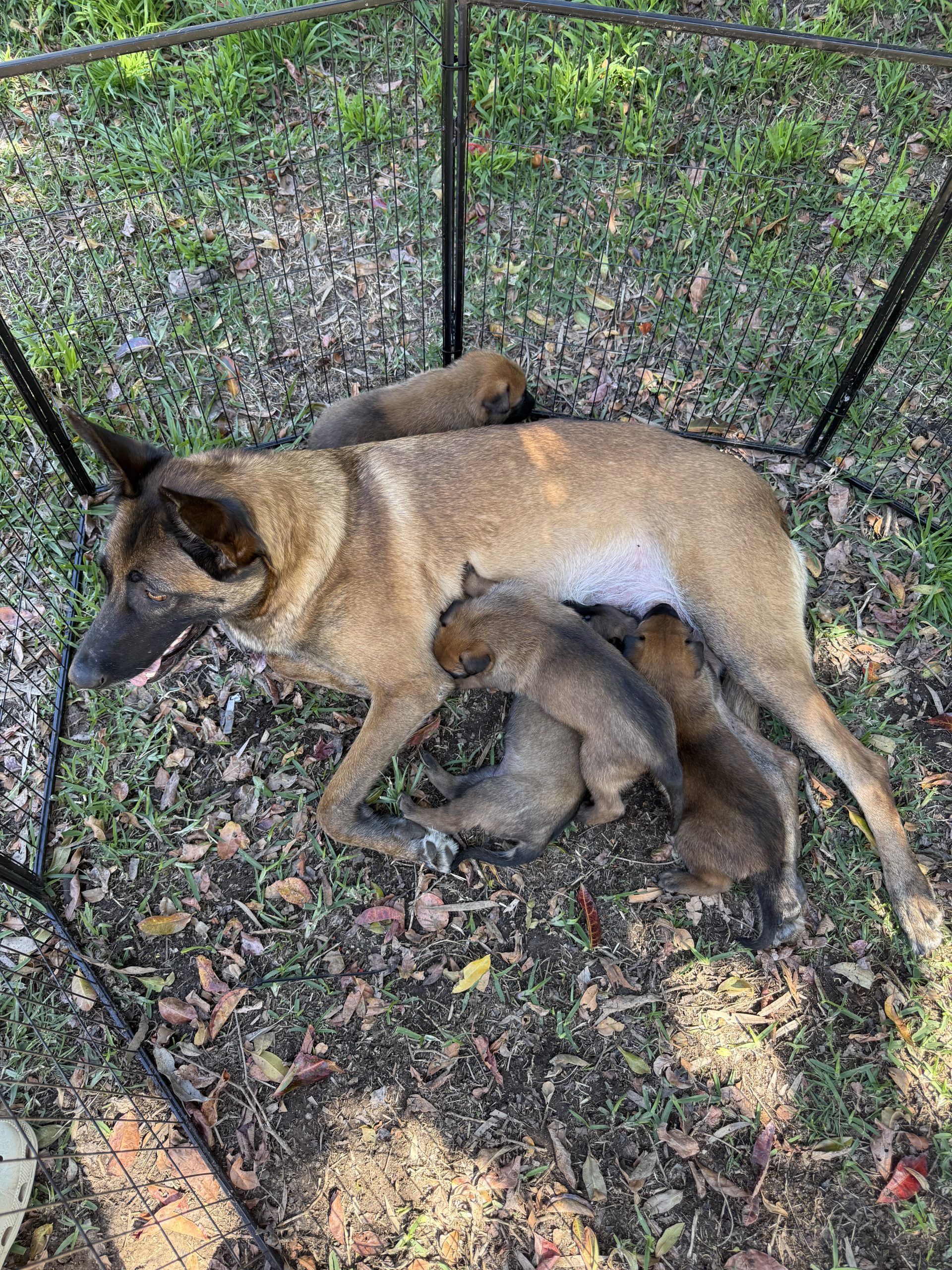 Belgian Malinois working dog