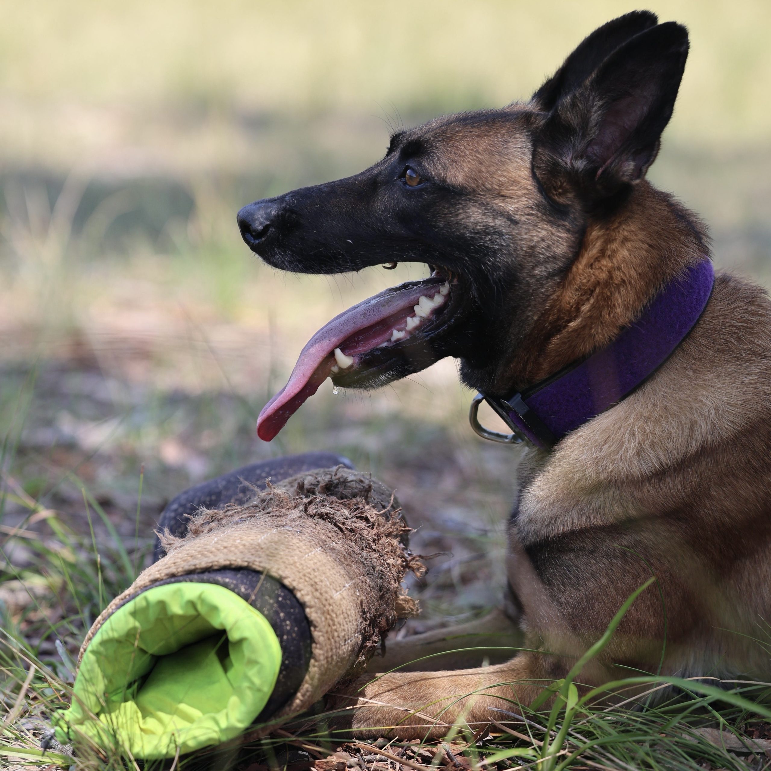 Flow K9 handler working with police dog in training
